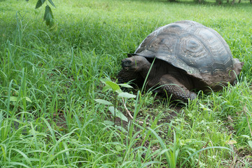 Galapagos-Riesenschildkröte im El Chato Tortoise Reserve, Isla Santa Cruz