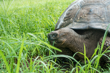 Galapagos-Riesenschildkröte im El Chato Tortoise Reserve, Isla Santa Cruz