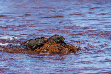 Junge Meerechsen am roten Strand von Rabida, Galapagos