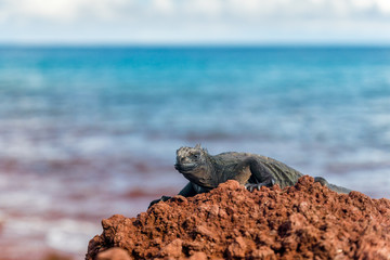 Junge Meerechsen am roten Strand von Rabida, Galapagos