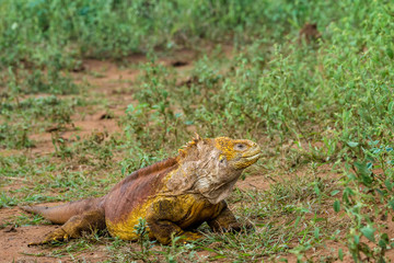 Gelber Landleguan bei Cerro Dragon, Isla Santa Cruz, Galapagos