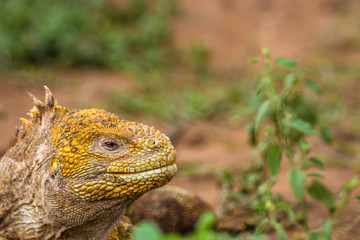 Gelber Landleguan bei Cerro Dragon, Isla Santa Cruz, Galapagos