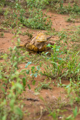 Gelber Landleguan bei Cerro Dragon, Isla Santa Cruz, Galapagos