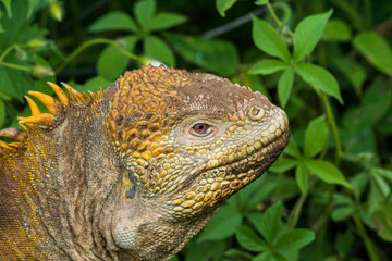 Gelber Landleguan bei Cerro Dragon, Isla Santa Cruz, Galapagos