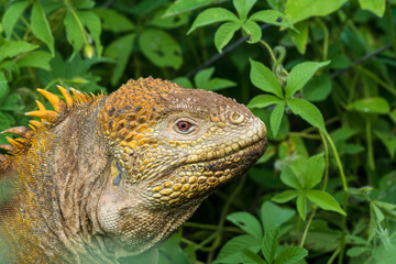 Gelber Landleguan bei Cerro Dragon, Isla Santa Cruz, Galapagos