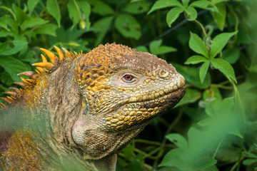 Gelber Landleguan bei Cerro Dragon, Isla Santa Cruz, Galapagos