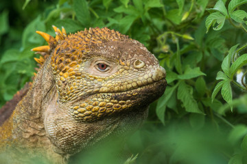 Gelber Landleguan bei Cerro Dragon, Isla Santa Cruz, Galapagos