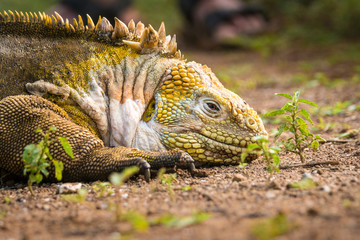 Schlafender Gelber Landleguan bei Cerro Dragon, Isla Santa Cruz, Galapagos