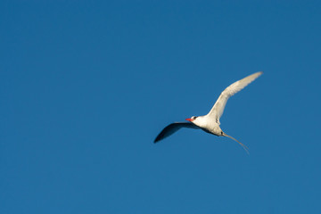 Fototapeta na wymiar Rotschnabel-Tropikvogel im Flug bei Isla Daphne Mayor, Galapagos