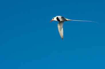 Rotschnabel-Tropikvogel im Flug bei Isla Daphne Mayor, Galapagos