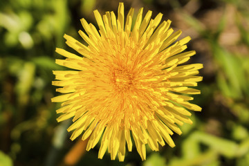 Beautiful yellow dandelion