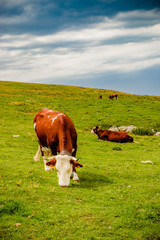 Fototapeta na wymiar Vaches dans le Parc naturel régional du massif des Bauges