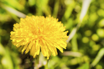 Beautiful yellow dandelion