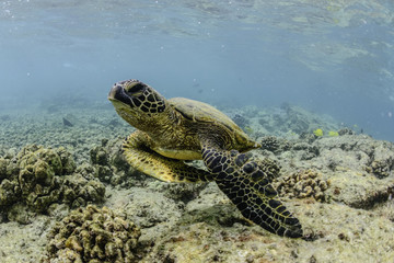 Obraz premium Sea Turtle