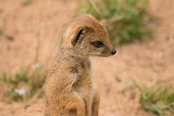 At the Zoo in Nürnberg (Germany)