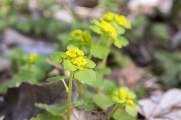 Chrysosplenium alternifolium in bloom