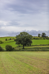 green tree in the valley 