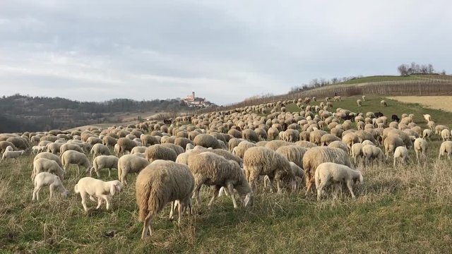flock of sheep