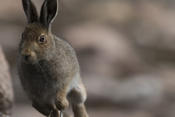 mountain hare © Paul
