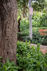 a little squirrel on the tree in the park