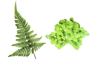 Fern leaf isolated on white background with clipping path.