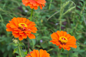 Orange rote Blumen