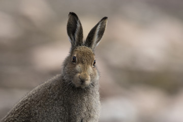 mountain hare