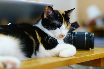 猫物語