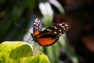 Butterfly House