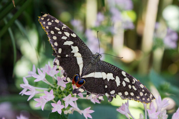 Fototapeta premium Black White Butterfly