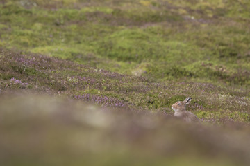 mountain hare