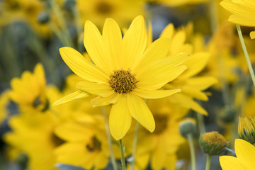 Gerbera daisies