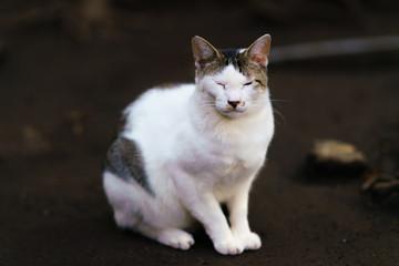 猫物語
