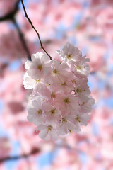 Blooming sakura or cherry. Pink flowers on a sunny spring day.