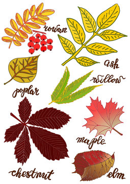 Leaves with the names of the autumn color. Set 2. Brush lettering. Drawing.