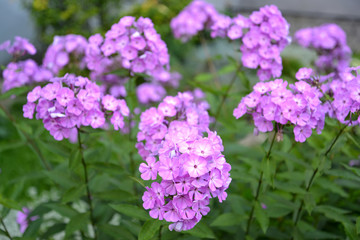 The blossoming phlox (Phlox L.)