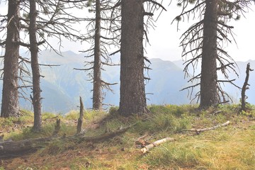 Pirineos