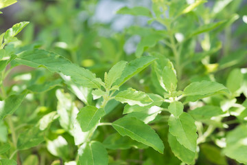 Fototapeta na wymiar Holy basil,Ocimum sanctum in green garden background,useful for Thai herbs,spices and food ingredient