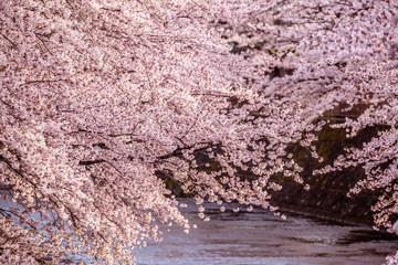 美しい桜