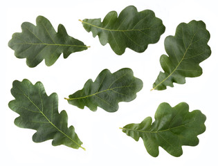 Green oak  leaves isolated on white background. 