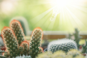 Close up cactus with sun light.