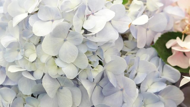 The purple and pink Hydrangea flower close up for background.
