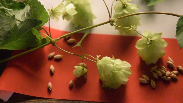 Humulus lupulus Chmiel zwyczajny Sł&oacute;d Piwo wideo