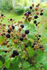 grüne, rote und schwarze Brombeeren