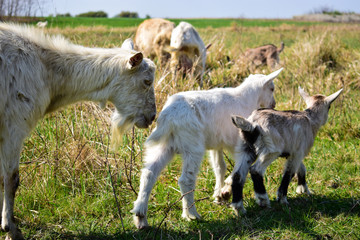 Obraz premium Cute goats on the beautiful meadow