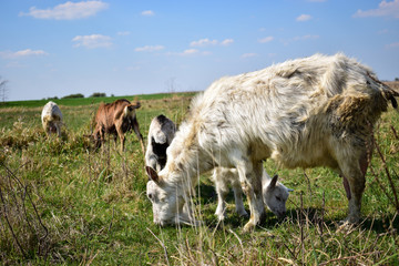 Cute goats on the beautiful meadow