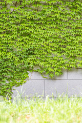壁にはう新緑のツタ