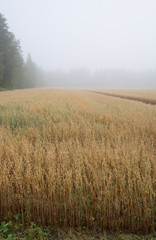 Fields at fog