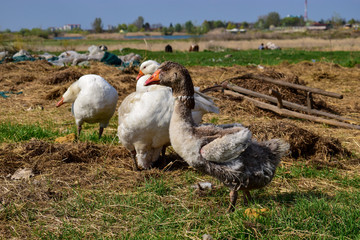 diseased goose without feathers in polluted nature