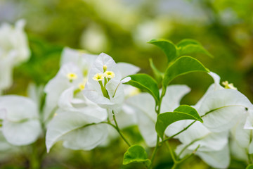 White paper flower, close-up